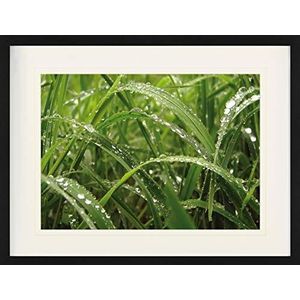 1art1 Planten Poster Dew Drops In Green Grass Ingelijste Foto Met Passepartout | Muur Foto's | In Een Fotolijstje 80x60 cm