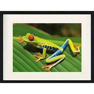1art1 Kikkers Poster Red-Eyed Tree Frog On A Green Leaf Ingelijste Foto Met Passepartout | Muur Foto's | In Een Fotolijstje 80x60 cm