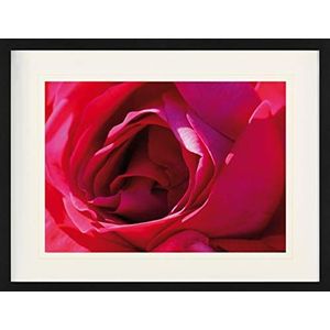 1art1 Rozen Poster A Rose Is A Rose Ingelijste Foto Met Passepartout | Muur Foto's | In Een Fotolijstje 80x60 cm