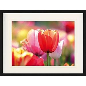 1art1 Bloemen Poster Red And Pink Tulips In A Field Ingelijste Foto Met Passepartout | Muur Foto's | In Een Fotolijstje 80x60 cm