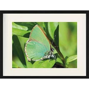 1art1 Vlinders Poster Hairstreak Butterfly On A Green Leaf Ingelijste Foto Met Passepartout | Muur Foto's | In Een Fotolijstje 80x60 cm