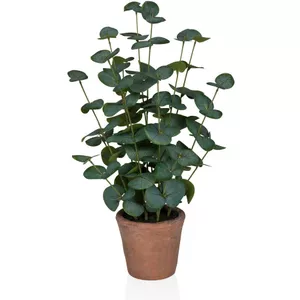 monstera marmorata yellow variegata Monstera deliciosa 'Aurea Marmorata'  Rare Variegated Houseplant  Lush &  Rare
