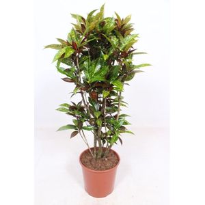 Kamerplant van Botanicly – Croton – Hoogte: 140 cm – Codiaeum variegatum Freckles
