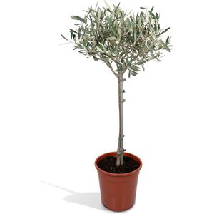 Fruitboom – Olijf boom (Olea Europaea) – Hoogte: 90 cm – van Botanicly