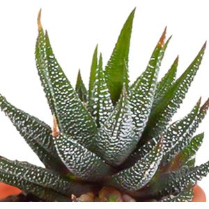 Botanicly - Cactus en vetplanten mix 5,5 cm | 15 stuks | Hoogte 13 cm