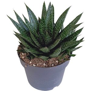 Vetplant – Gasteria (Gasteria) – Hoogte: 35 cm – van Botanicly