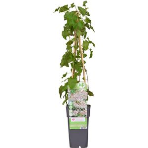 Klimplant – Bamboe (Fallopia baldschuanica Russian Vine) – Hoogte: 65 cm – van Botanicly