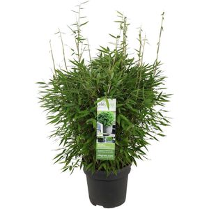 Grassen en bodembedekkers – Bamboe (Fargesia Moontears) – Hoogte: 70 cm – van Botanicly