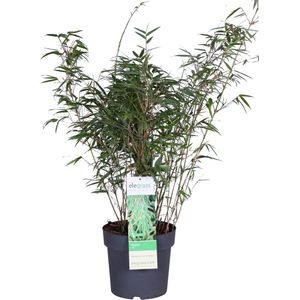 Grassen en bodembedekkers – Bamboe (Fargesia rufa) – Hoogte: 80 cm – van Botanicly