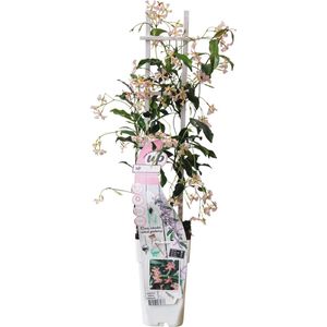Klimplant – Toscaanse jasmijn (Trachelospermum Star of Ibiza) – Hoogte: 65 cm – van Botanicly