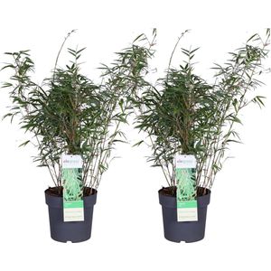 Grassen en bodembedekkers – Bamboe (Fargesia rufa) – Hoogte: 80 cm – van Botanicly