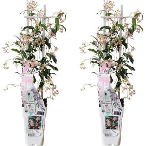 Klimplant – Toscaanse jasmijn (Trachelospermum Star of Ibiza) – Hoogte: 60 cm – van Botanicly
