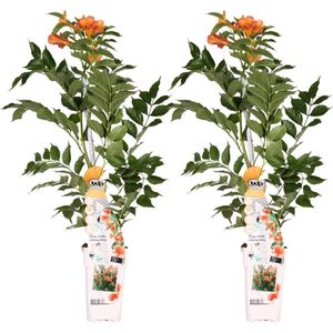 Klimplant – Trompetbloem (Campsis Indian Summer) – Hoogte: 60 cm – van Botanicly