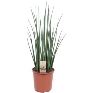 Vetplant – Vrouwentongen (Sansevieria Mikado) – Hoogte: 70 cm – van Botanicly