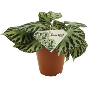 Begonia – Stippenbegonia (Begonia Silver Jewell) – Hoogte: 30 cm – van Botanicly