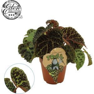 Begonia – Stippenbegonia (Begonia Rex Ferox) – Hoogte: 25 cm – van Botanicly