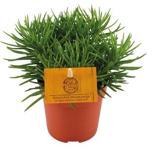 Vetplant – Kruiskruid (Senecio) – Hoogte: 15 cm – van Botanicly
