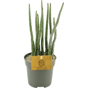 Vetplant – Kruiskruid (Senecio Stapeliaeformis) – Hoogte: 15 cm – van Botanicly