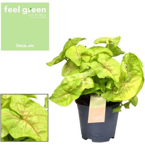 Groene plant – Goudpunt (Syngonium Golden Feel Green) – Hoogte: 30 cm – van Botanicly