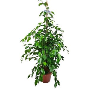 Groene plant – Treurvijg (Ficus Danielle) – Hoogte: 135 cm – van Botanicly