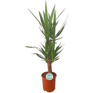 Yucca – Palmlelie (Yucca) – Hoogte: 90 cm – van Botanicly