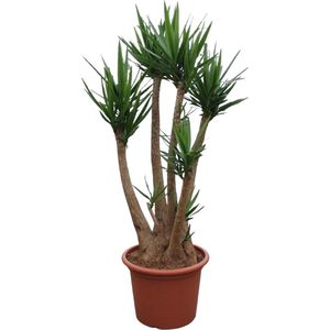 Yucca – Palmlelie (Yucca elephantipes) – Hoogte: 230 cm – van Botanicly