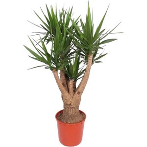 Yucca – Palmlelie (Yucca elephantipes) – Hoogte: 160 cm – van Botanicly