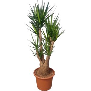 Yucca – Palmlelie (Yucca elephantipes) – Hoogte: 190 cm – van Botanicly