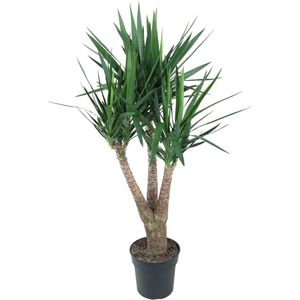 Yucca – Palmlelie (Yucca) – Hoogte: 150 cm – van Botanicly