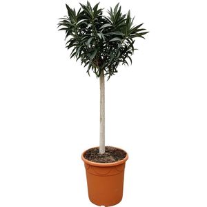 Struiken – Oleander (Nerium) – Hoogte: 200 cm – van Botanicly