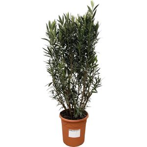 Struiken – Oleander (Nerium oleander) – Hoogte: 180 cm – van Botanicly