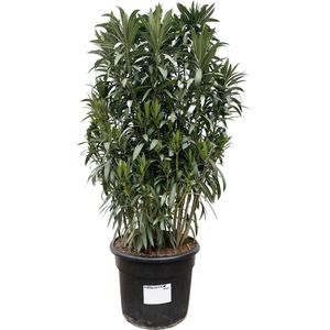 Struiken – Oleander (Nerium oleander) – Hoogte: 190 cm – van Botanicly