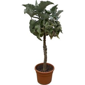 Vetplant – Kalanchoë Beharhensis (Kalanchoë Beharhensis) – Hoogte: 180 cm – van Botanicly