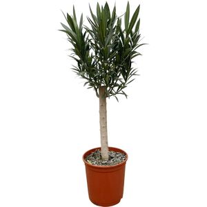 Struiken – Oleander (Nerium) – Hoogte: 110 cm – van Botanicly