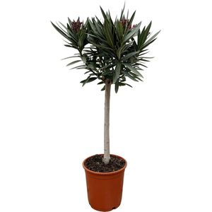 Struiken – Oleander (Nerium) – Hoogte: 90 cm – van Botanicly