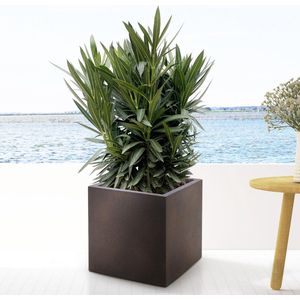 Struiken – Oleander (Nerium) met bloempot – Hoogte: 90 cm – van Botanicly