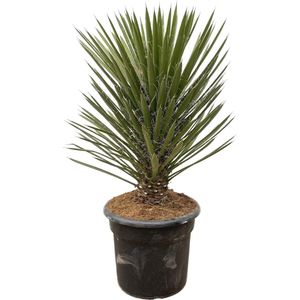 Yucca – Palmlelie (Yucca) – Hoogte: 100 cm – van Botanicly