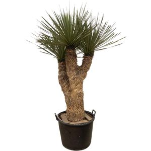 Yucca – Palmlelie (Yucca Rostrata) – Hoogte: 200 cm – van Botanicly