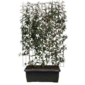 Struiken – Goudbes (Elaeagnus ebbingei) – Hoogte: 180 cm – van Botanicly