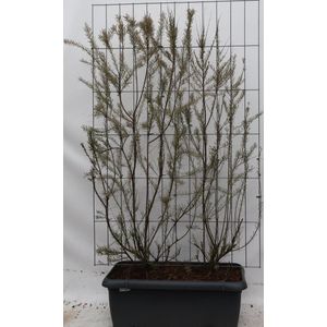 Struiken – Vierzadige tamarisk (Tamarix tetrandra) – Hoogte: 180 cm – van Botanicly