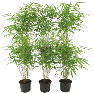 Grassen en bodembedekkers – Bamboe (Fargesia rufa) met bloempot – Hoogte: 20 cm – van Botanicly