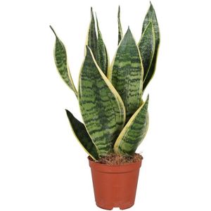 Vetplant – Vrouwentongen (Sansevieria trifasciata Futura Superba) – Hoogte: 40 cm – van Botanicly