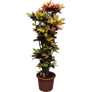 Struiken – Croton (Codiaeum Iceton Croton Iceton) – Hoogte: 220 cm – van Botanicly