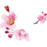 Guhl Shampoo rijke voeding 250ML