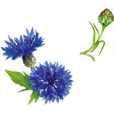 Guhl Langdurig Volume - Shampoo - 250 ml