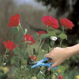 GARDENA Rozenschaar: Praktische tuinschaar voor het snoeien en vasthouden van rozen, met doornstripper, vaatwasserbestendig en roestbestendig (359-20)