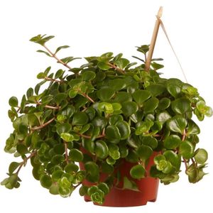 Kamerplant van Botanicly – Vetkruid – Hoogte: 15 cm – Sedum makinoi