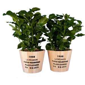 Kamerplanten van Botanicly – 2 × Koffieplant in houten pot als set – Hoogte: 25 cm – Coffea Arabica