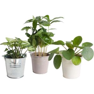Kamerplanten van Botanicly – 3 × Koffieplant – Hoogte: 25 cm – Coffea arabica, Syngonium Pixie, Pilea peperomioides