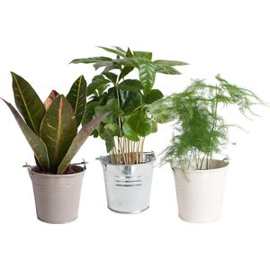 Kamerplanten van Botanicly – 3 × Koffieplant – Hoogte: 20 cm – Coffea arabica, Asparagus setaceus, Codiaeum variegatum